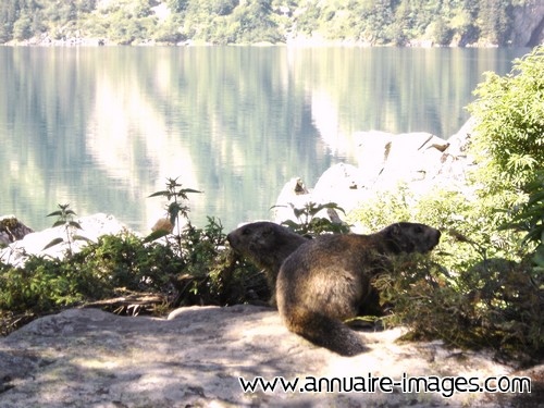 Deux marmottes au bord d'un lac dans les Alpes.